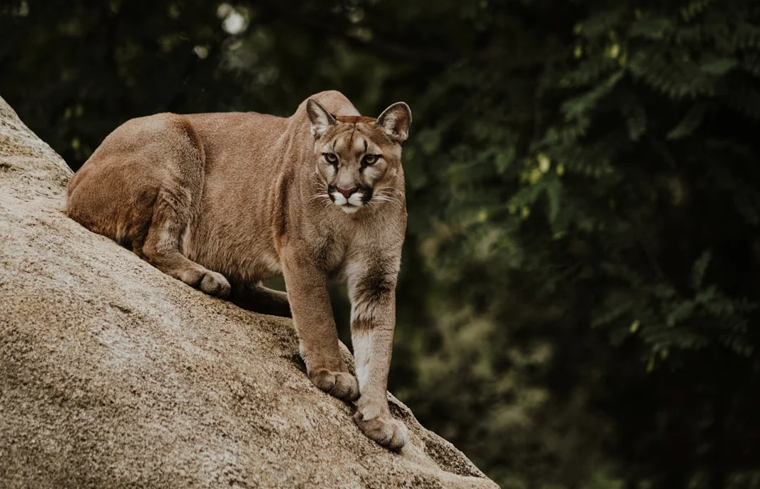 Pumas’ Struggles and Wildlife Resurgence Highlight Diverse Stories