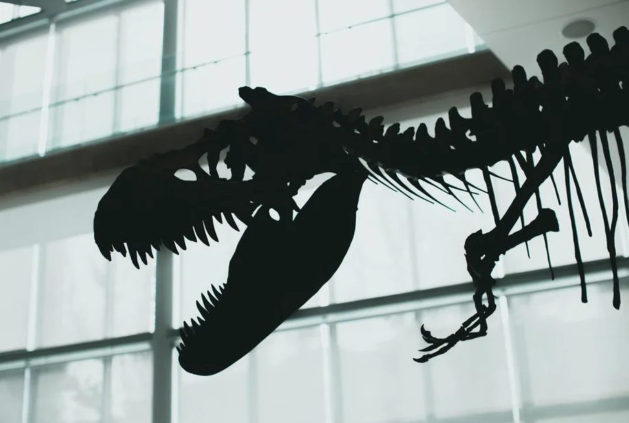 T.Rex skeleton sells for $50.1 million at New York auction