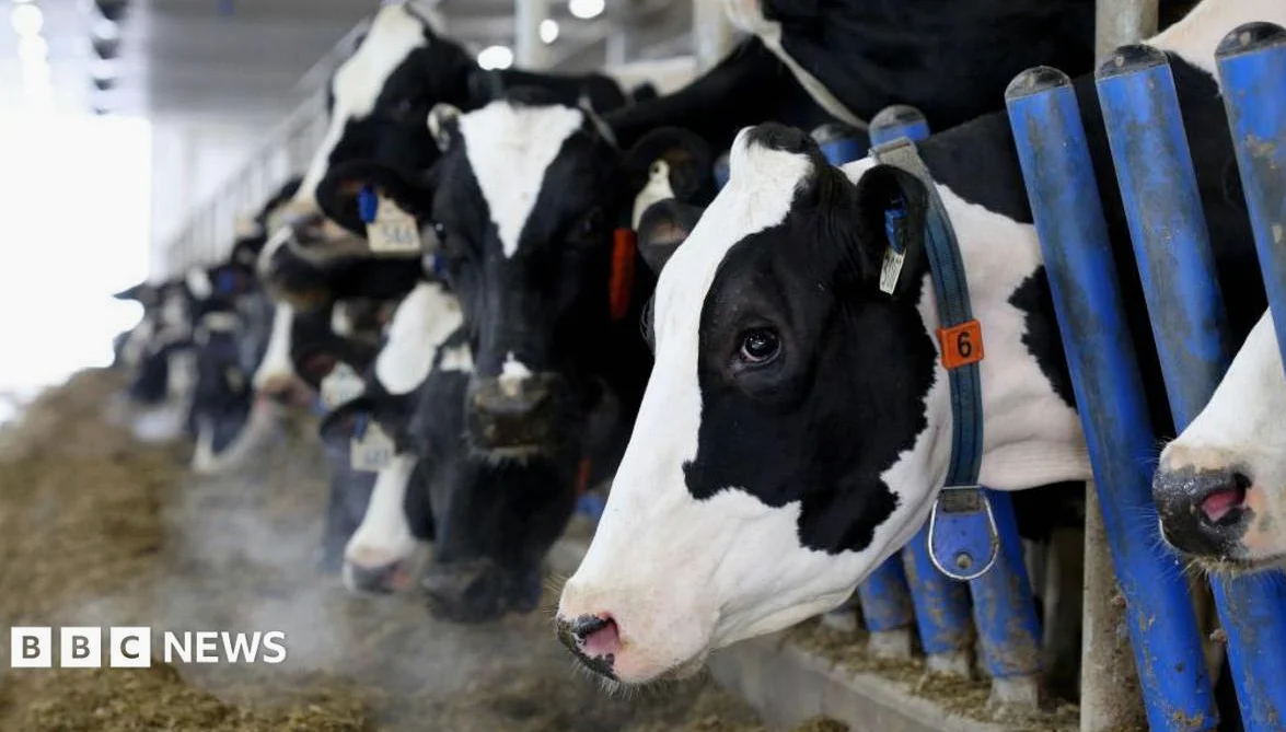 Canada's 'Powerful' Dairy Sector in Trump Trade Crosshairs