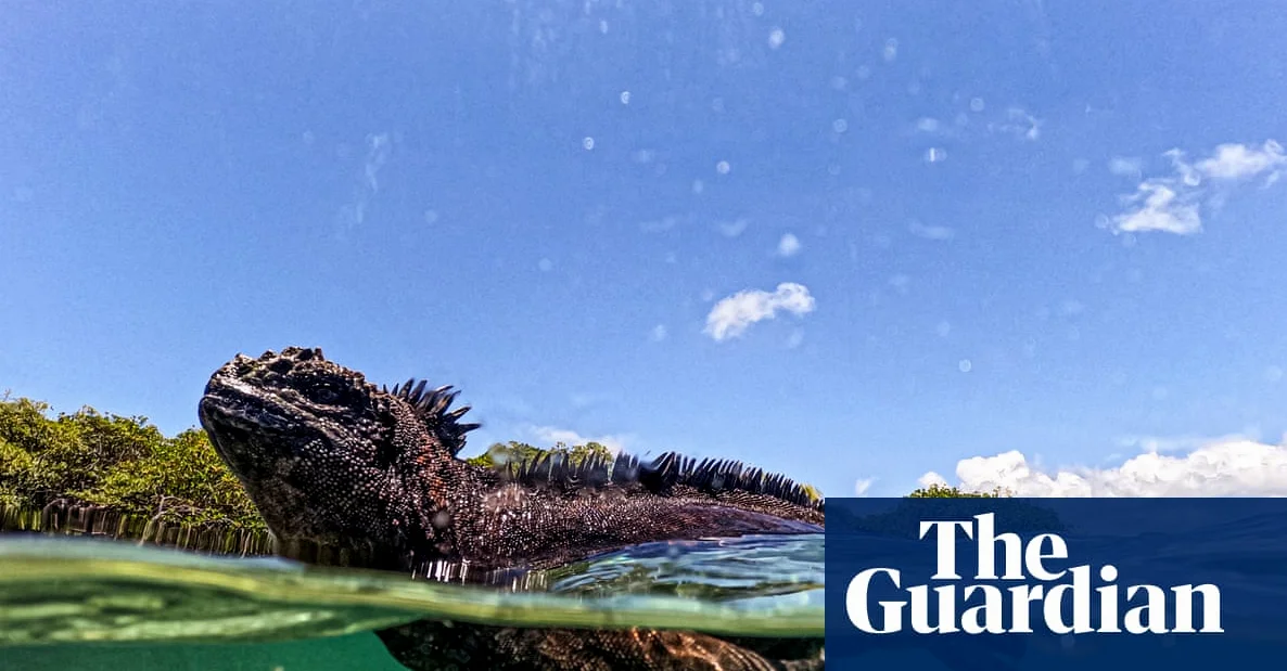 Galápagos Animals Reveal El Niño Threats as 2026 Hottest Year Looms