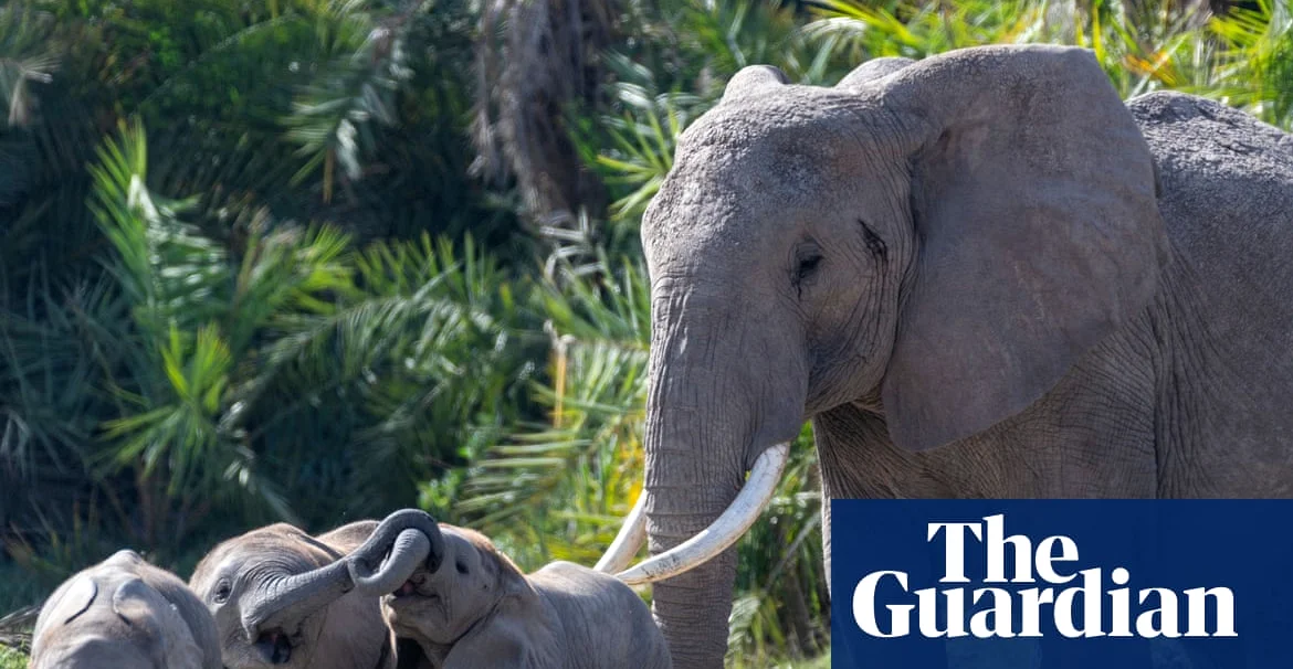 15 Elephant Deaths in Kenya Tied to Cyanide Poisoning