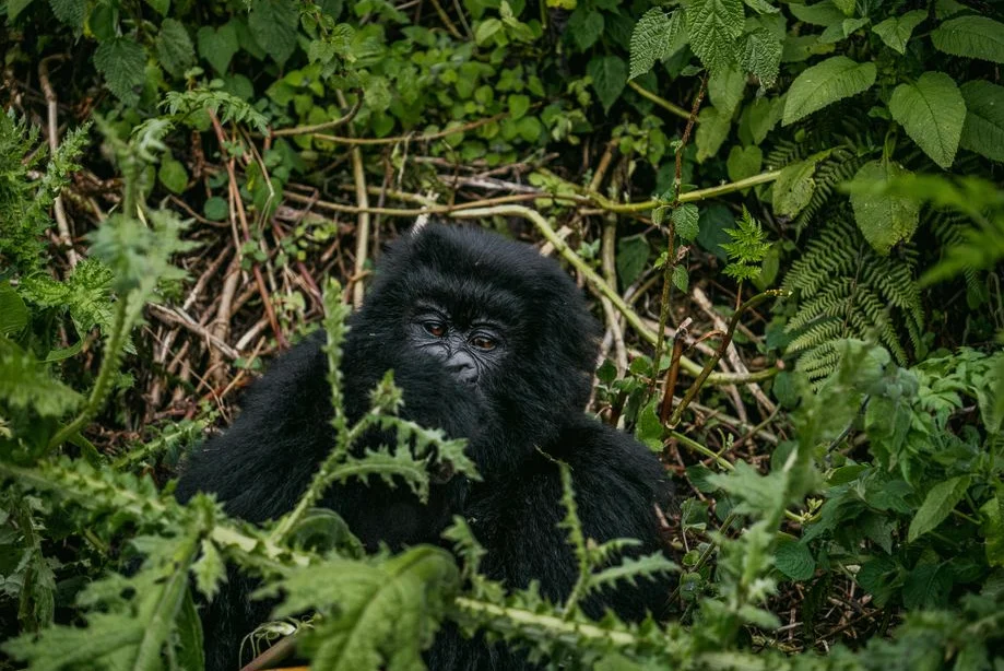 Virunga Park Protects People and Gorillas from Ebola Outbreak
