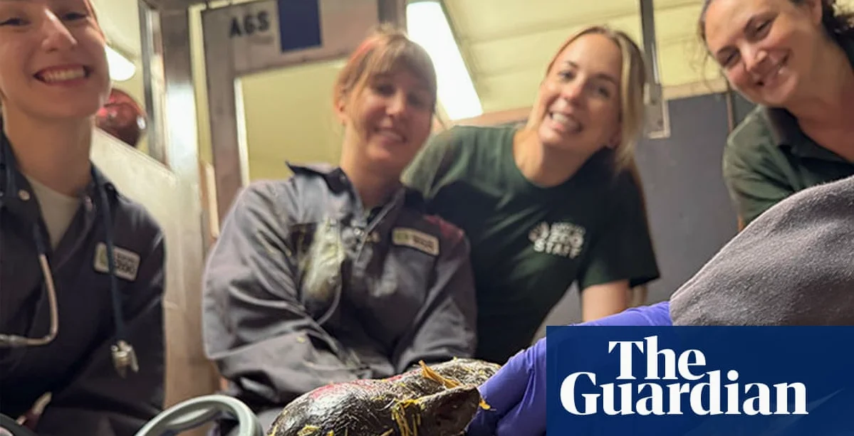 Toronto Zoo announces birth of pygmy hippo calf, third for mother Kindia