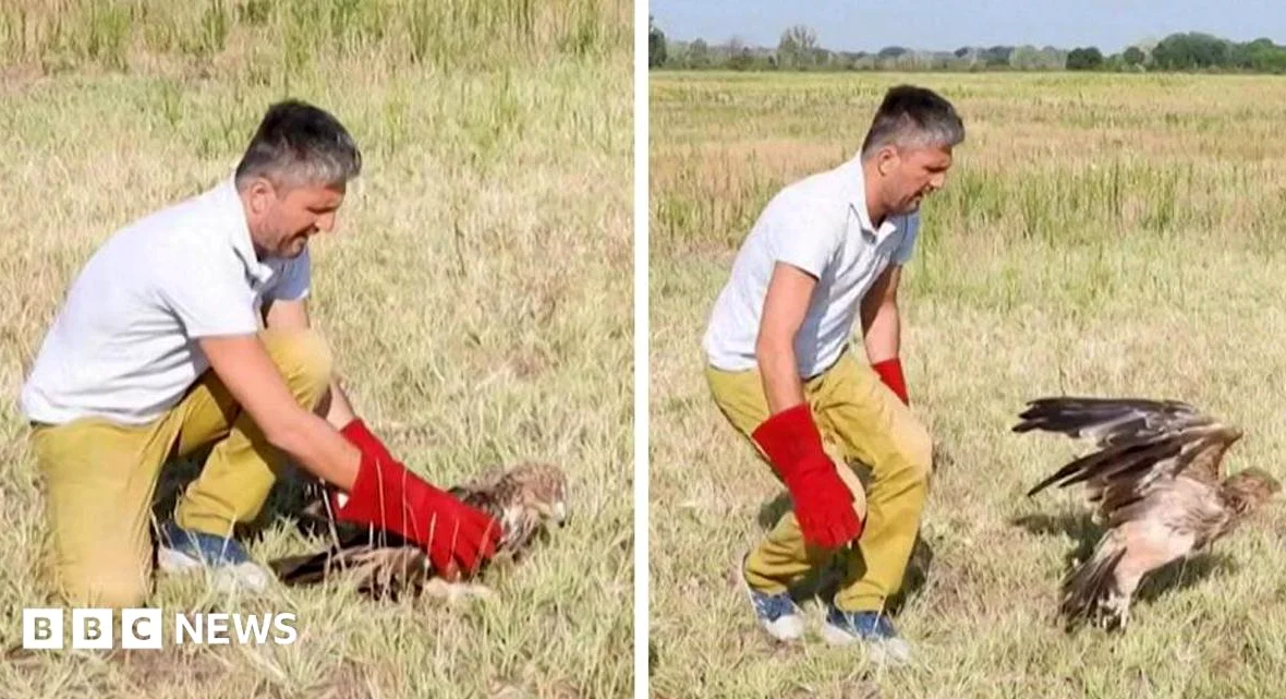 Kidnapped Rare Serbian Eagle Freed After Months in Captivity
