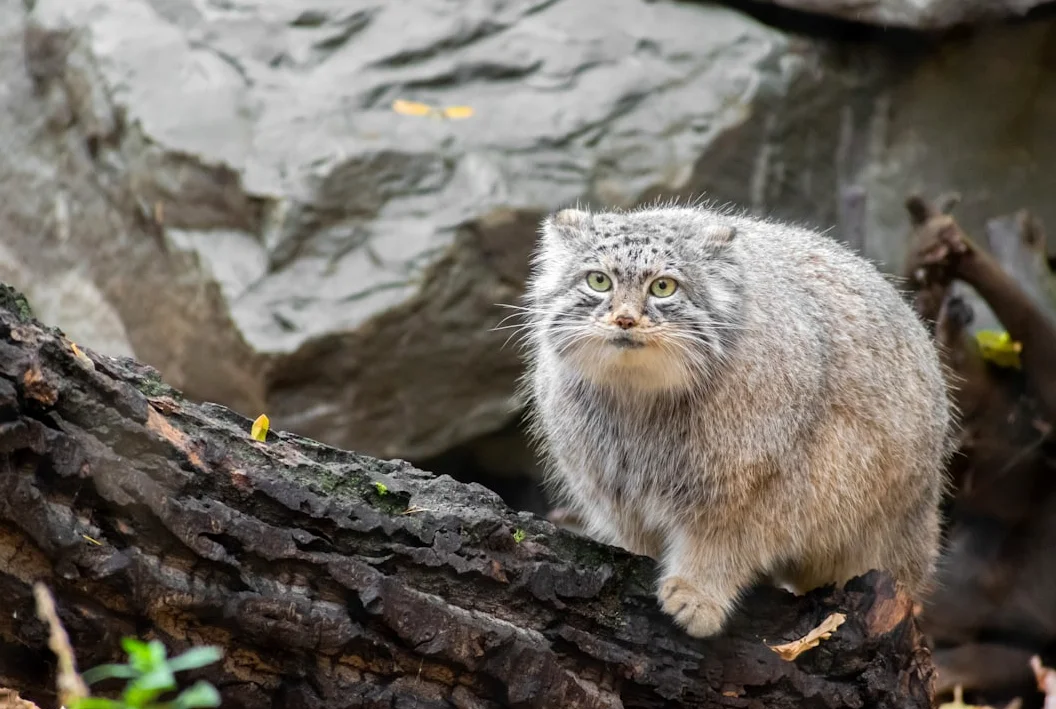 Rare Pallas’s cat captured on camera in northern Iran mountains