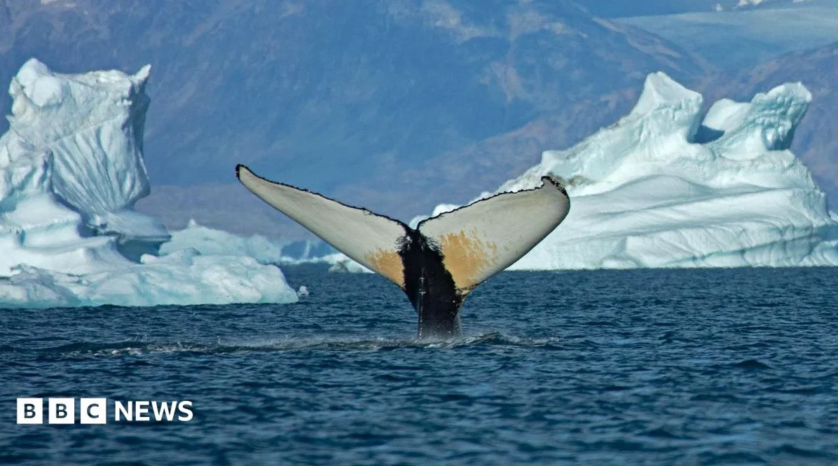 Giant Whales Move Into Greenland Waters as Ice Disappears
