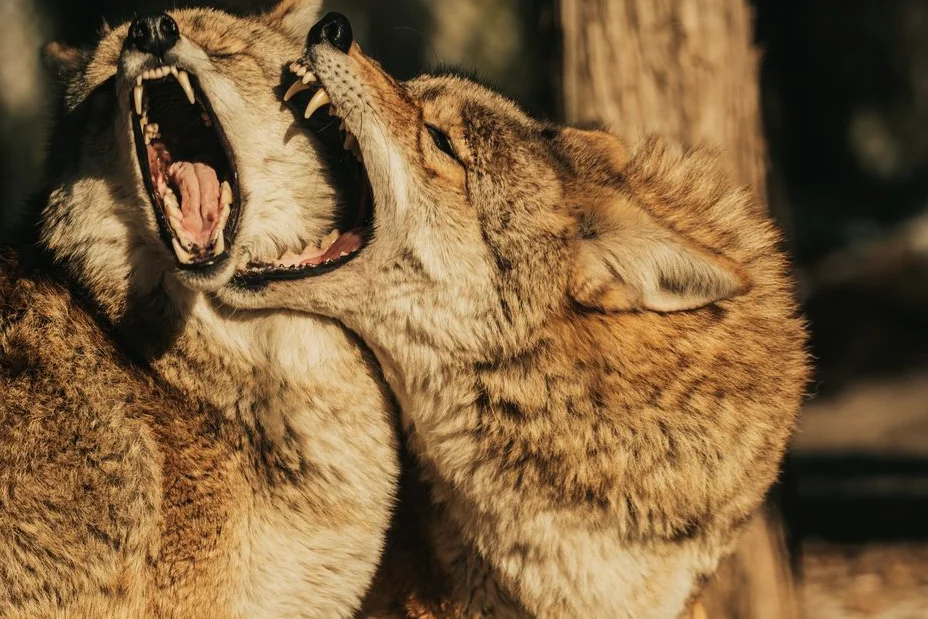 ‘Coyote vs. Acme’ Snags No. 2 With $15.4M as ‘Spider-Man’ Nears ‘Avatar 2’; ‘Dog Stars’ Put to Sleep