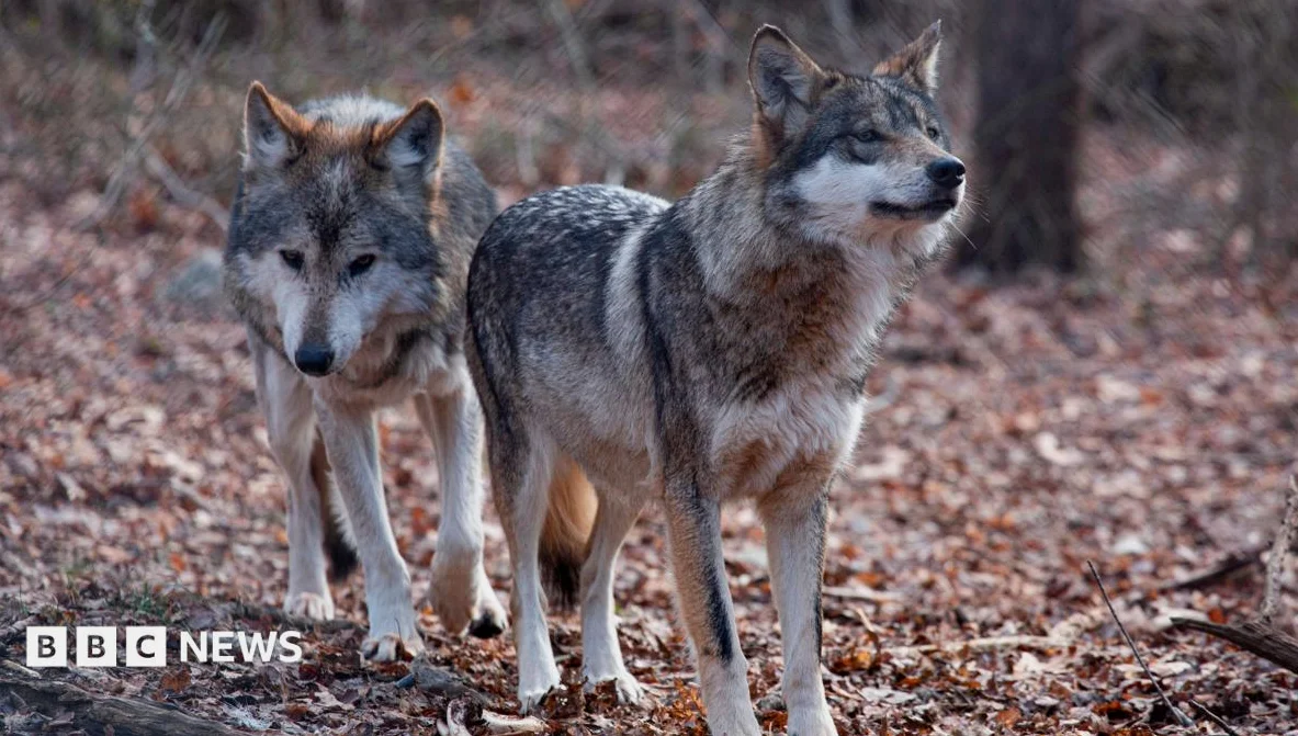 Trump Signs Order to Remove Endangered Species Protection for Grey Wolves