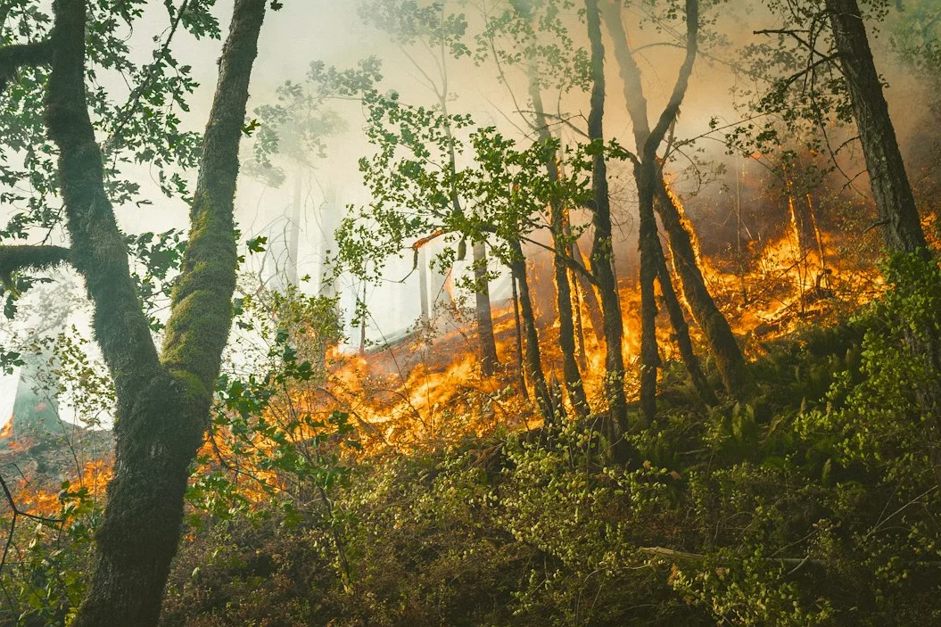 Residents Help Battle Forest Fires in Quito, Ecuador