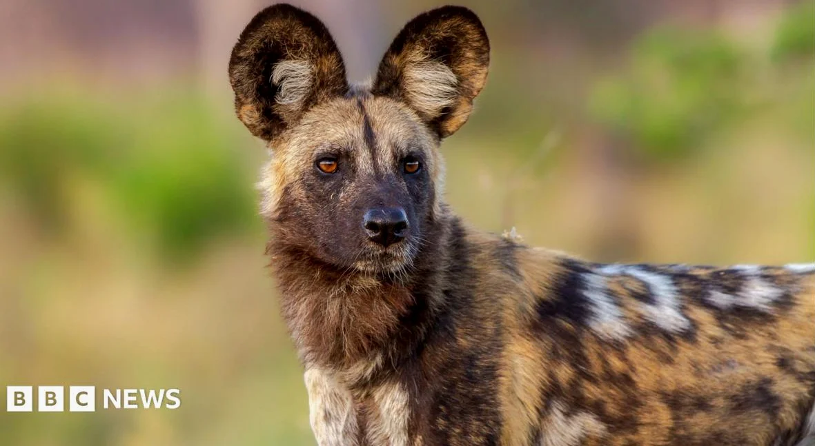 Wild dogs record 2,500-mile trek across Zambia in search of a mate