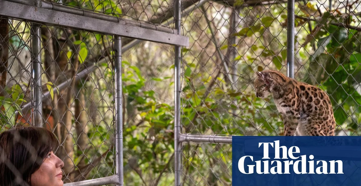 New Cat Species Identified First Time in Over 100 Years in Bolivia