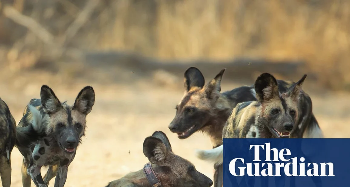 Tres perros salvajes viajan 2500 millas: récord en África