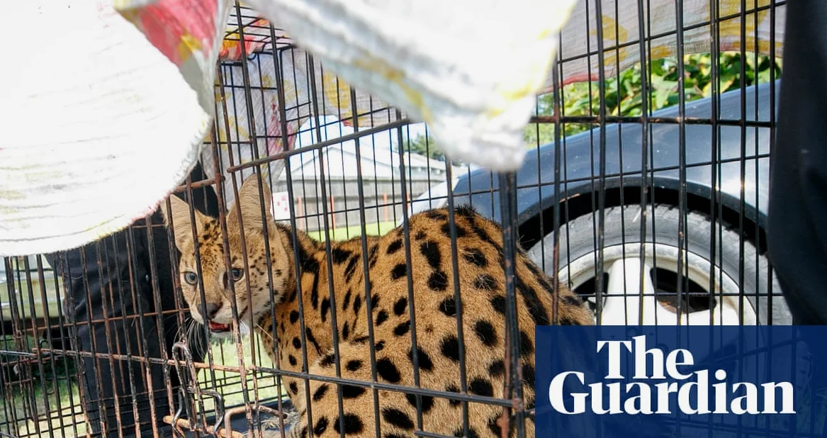 Louisiana Firefighters Find Feline Native to Sub-Saharan Africa