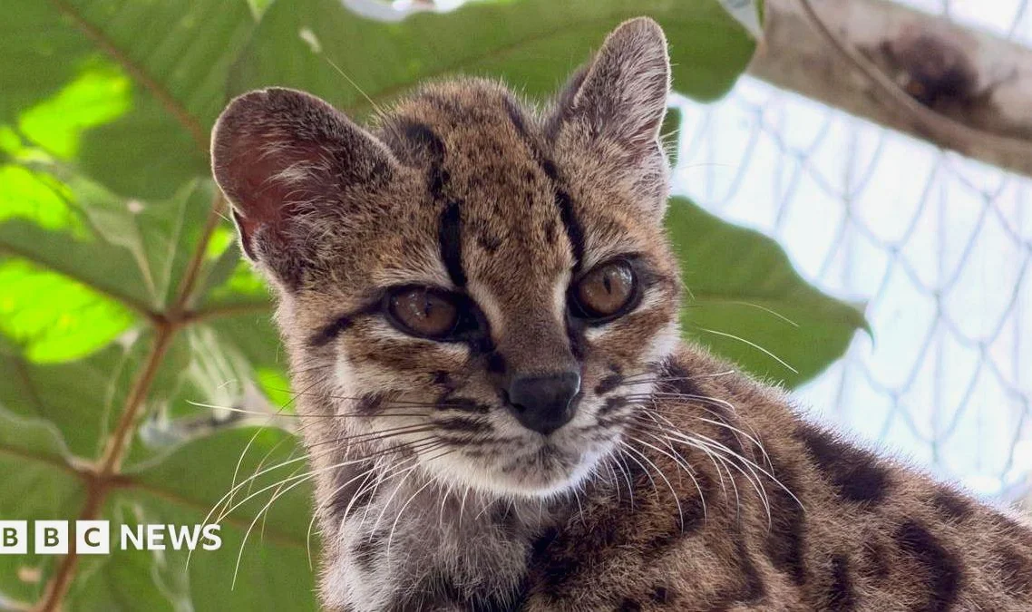 Wild Species Discovered: New Bolivian Cat with Only One Known Living Member