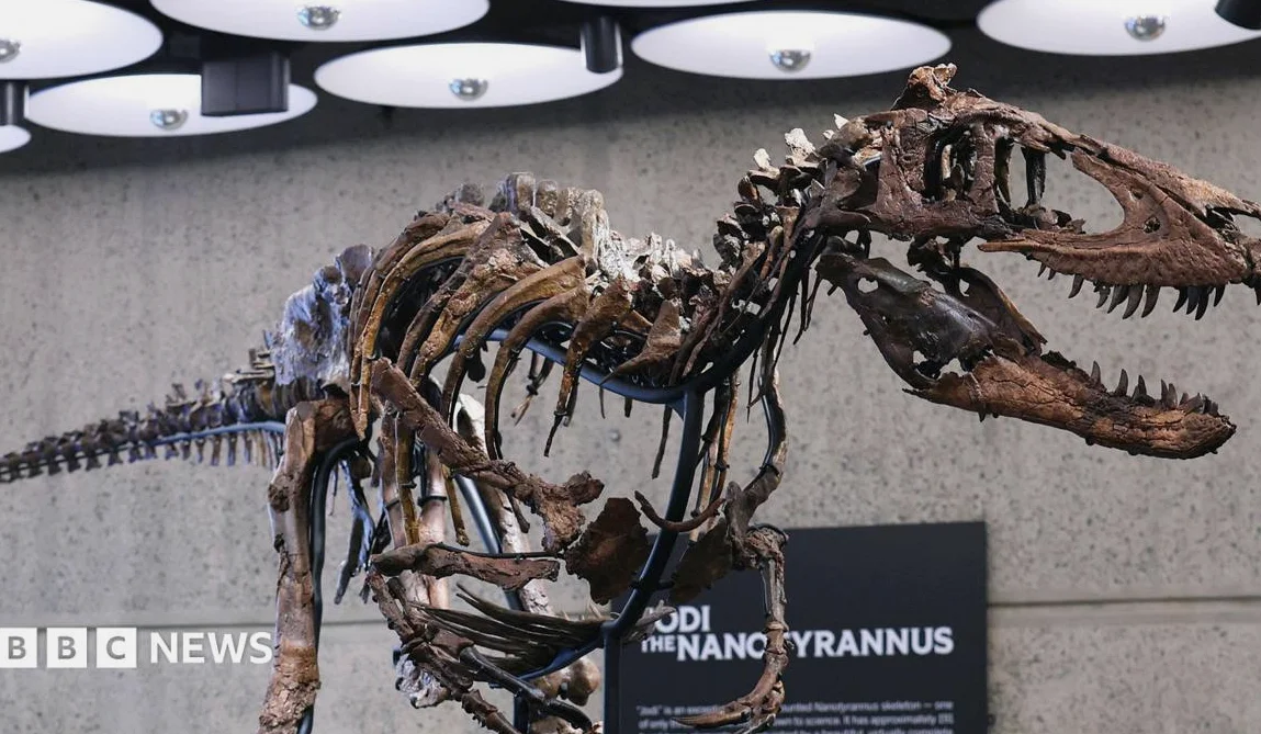 Esqueleto de Nanotyrannus se vende por 47,3 millones en subasta de Nueva York